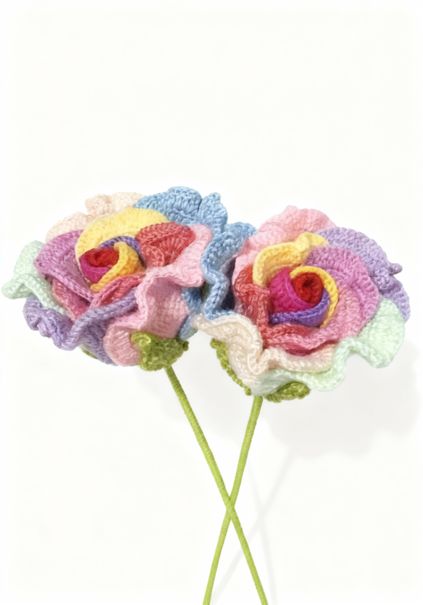 A rose in seven rainbow colors